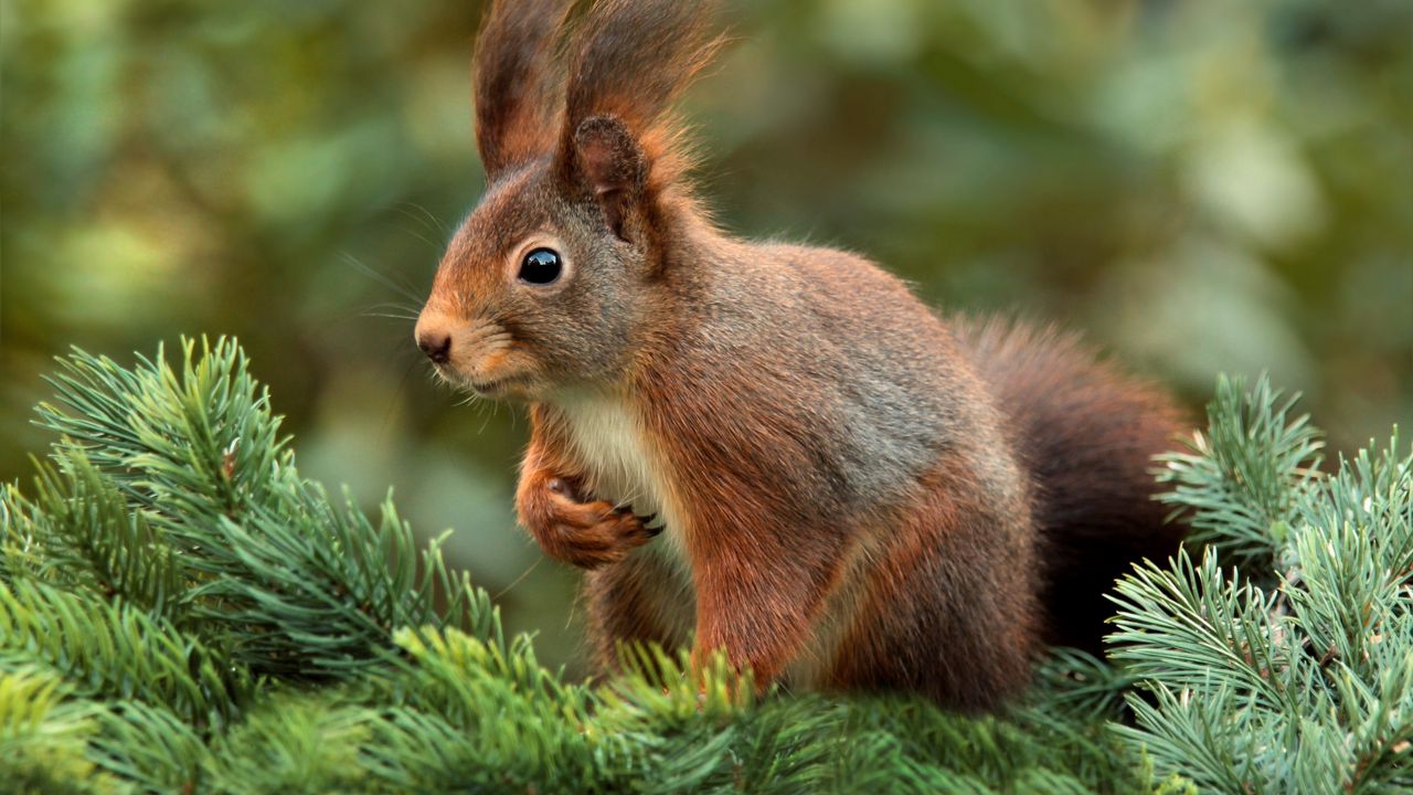 Wallpaper squirrel, spruce, blur