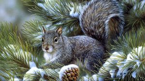 Preview wallpaper squirrel, spruce, sitting, tree