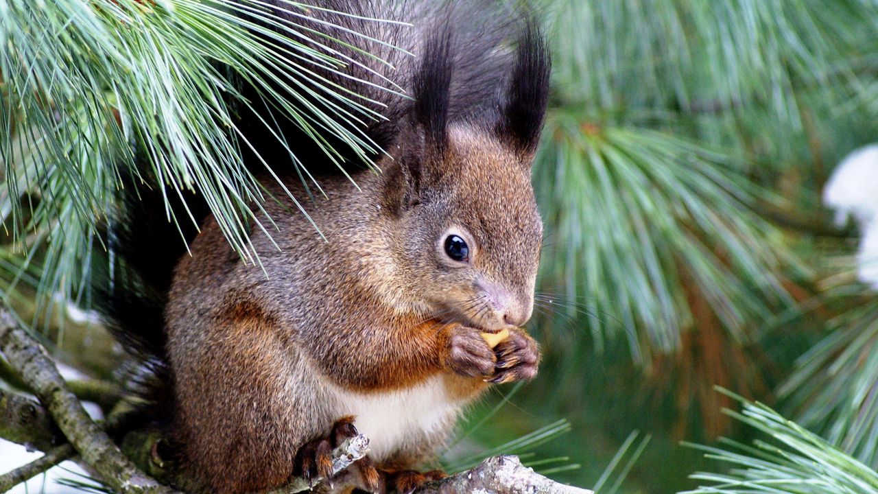 Wallpaper squirrel, spruce, tree, sitting, eating, enthusiasm