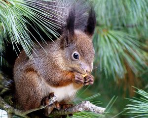 Preview wallpaper squirrel, spruce, tree, sitting, eating, enthusiasm