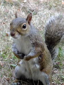 Preview wallpaper squirrel, standing, grass