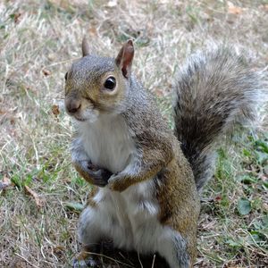 Preview wallpaper squirrel, standing, grass