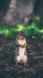 Preview wallpaper squirrel, stands, grass, animal, blur