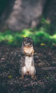 Preview wallpaper squirrel, stands, grass, animal, blur
