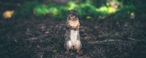 Preview wallpaper squirrel, stands, grass, animal, blur