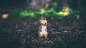 Preview wallpaper squirrel, stands, grass, animal, blur