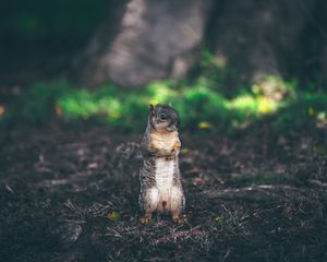 Preview wallpaper squirrel, stands, grass, animal, blur