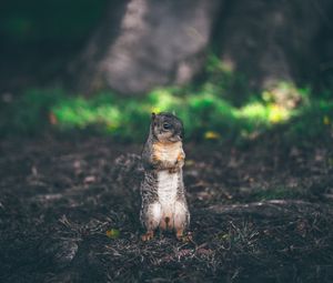 Preview wallpaper squirrel, stands, grass, animal, blur