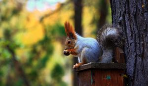 Preview wallpaper squirrel, tail, ears, forest, trees, bird, feeders