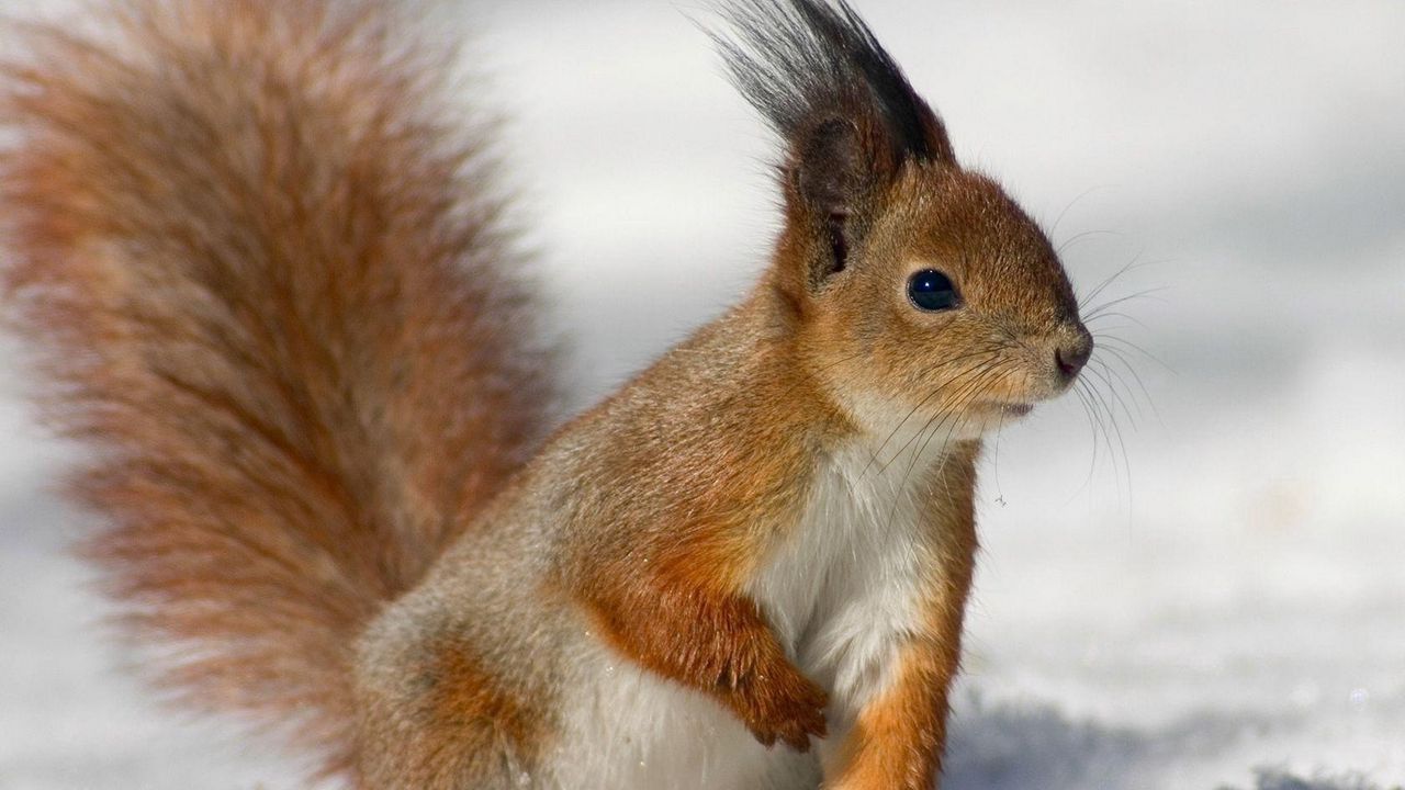 Wallpaper squirrel, tail, eyes, fur, furry