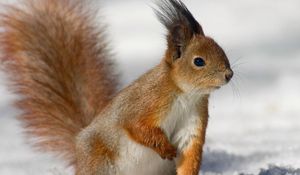 Preview wallpaper squirrel, tail, eyes, fur, furry