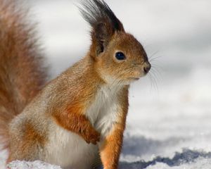 Preview wallpaper squirrel, tail, eyes, fur, furry