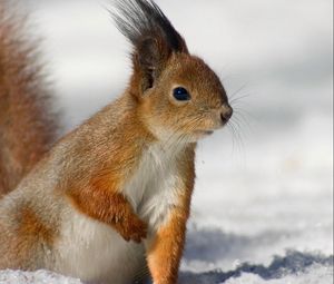 Preview wallpaper squirrel, tail, eyes, fur, furry