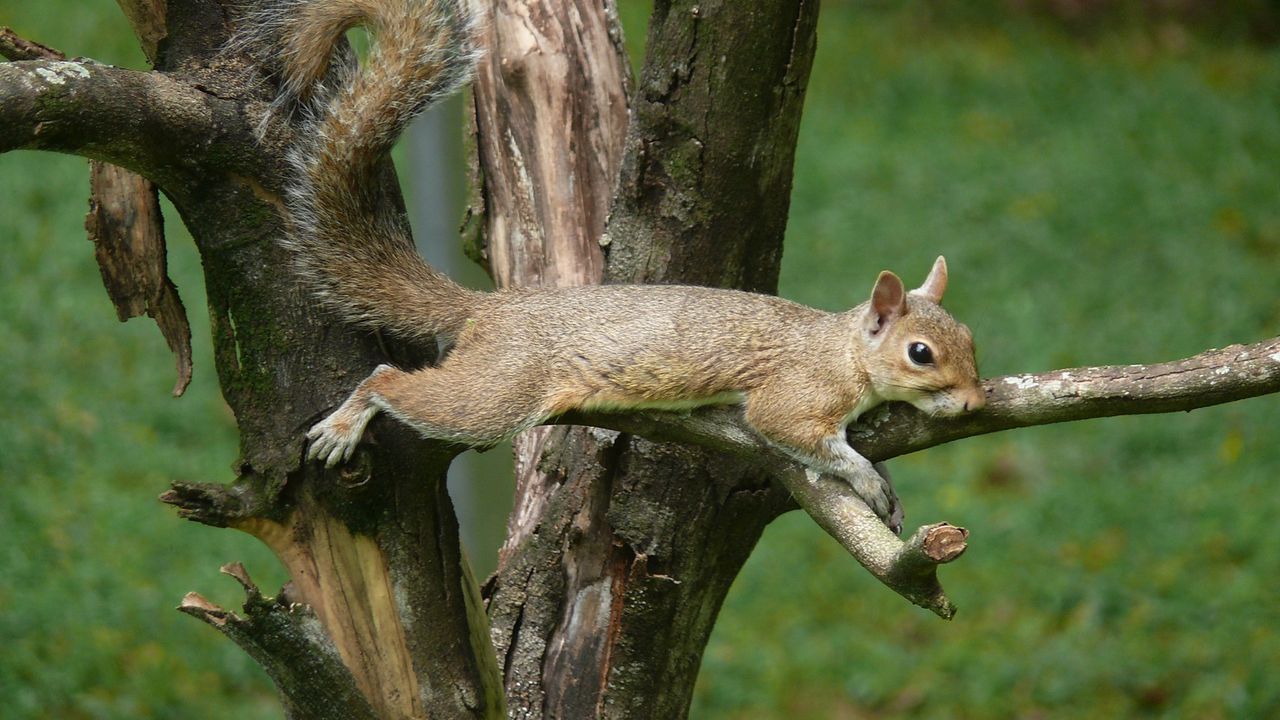 Wallpaper squirrel, tail, eyes, wood, branches