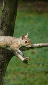 Preview wallpaper squirrel, tail, eyes, wood, branches