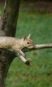 Preview wallpaper squirrel, tail, eyes, wood, branches