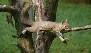 Preview wallpaper squirrel, tail, eyes, wood, branches