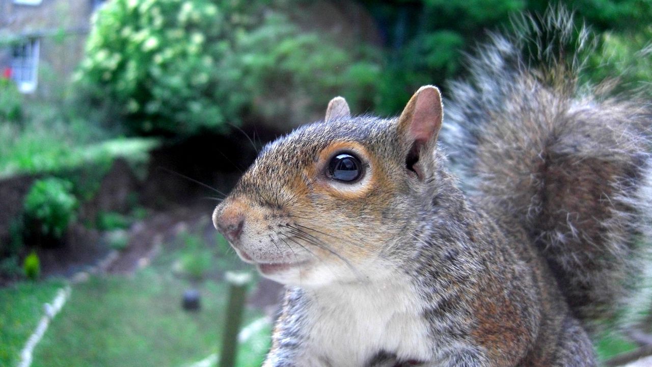 Wallpaper squirrel, tail, face, eyes
