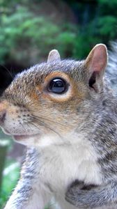 Preview wallpaper squirrel, tail, face, eyes