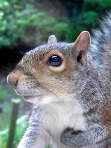 Preview wallpaper squirrel, tail, face, eyes