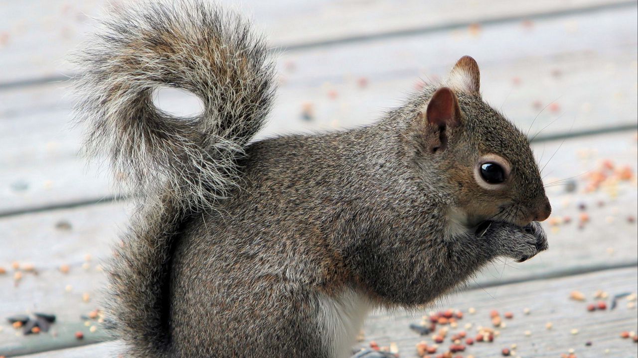 Wallpaper squirrel, tail, food