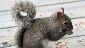 Preview wallpaper squirrel, tail, food