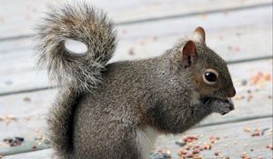 Preview wallpaper squirrel, tail, food