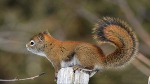 Preview wallpaper squirrel, tail, fur, furry, branch