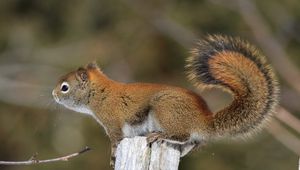 Preview wallpaper squirrel, tail, fur, furry, branch