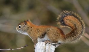 Preview wallpaper squirrel, tail, fur, furry, branch