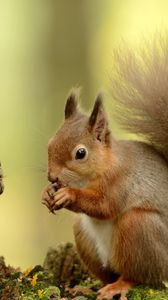 Preview wallpaper squirrel, tail, furry, tree