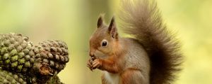 Preview wallpaper squirrel, tail, furry, tree