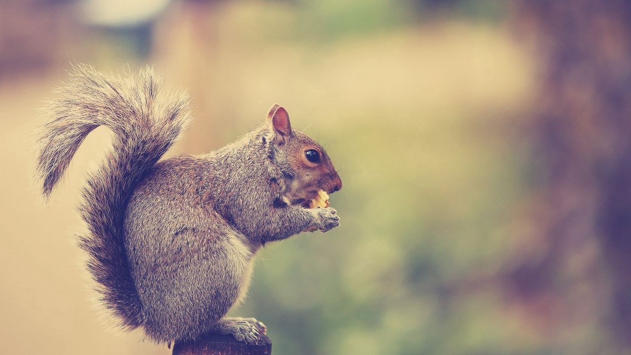 Wallpaper squirrel, tail, sit, eat