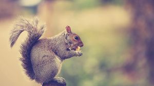 Preview wallpaper squirrel, tail, sit, eat