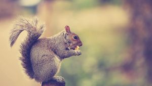 Preview wallpaper squirrel, tail, sit, eat