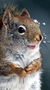 Preview wallpaper squirrel, tail, snout, snow