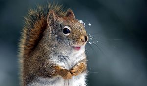 Preview wallpaper squirrel, tail, snout, snow