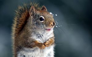 Preview wallpaper squirrel, tail, snout, snow