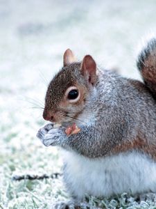 Preview wallpaper squirrel, tail, walk, eating