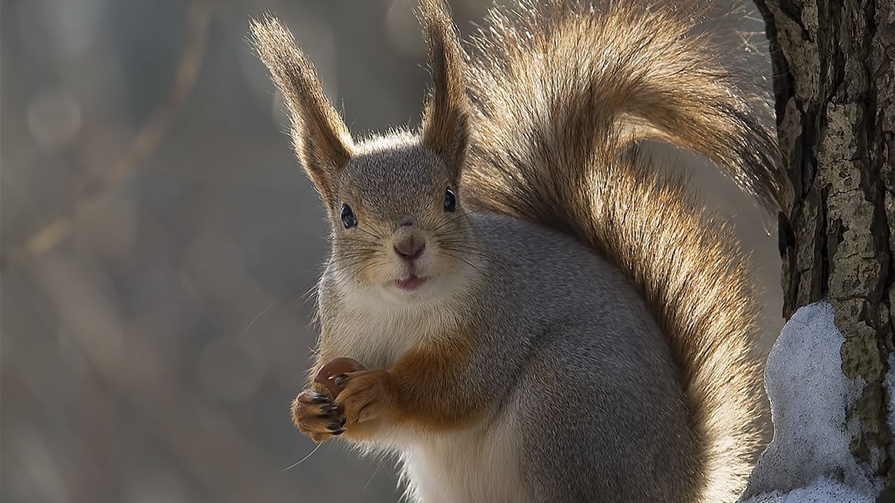 Wallpaper squirrel, tail, winter