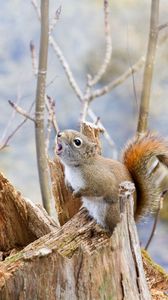 Preview wallpaper squirrel, timber, bark, branches, climbing