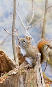 Preview wallpaper squirrel, timber, bark, branches, climbing