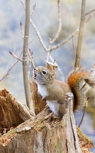 Preview wallpaper squirrel, timber, bark, branches, climbing