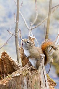 Preview wallpaper squirrel, timber, bark, branches, climbing