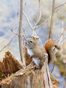 Preview wallpaper squirrel, timber, bark, branches, climbing