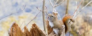 Preview wallpaper squirrel, timber, bark, branches, climbing