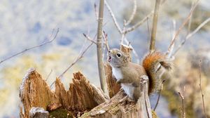 Preview wallpaper squirrel, timber, bark, branches, climbing