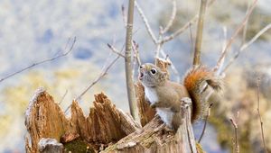 Preview wallpaper squirrel, timber, bark, branches, climbing