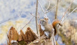 Preview wallpaper squirrel, timber, bark, branches, climbing