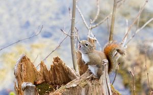 Preview wallpaper squirrel, timber, bark, branches, climbing